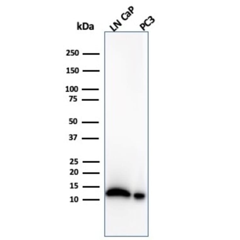 Western Blot - Anti-MIF Antibody [MIF/4336] (A277709) - Antibodies.com