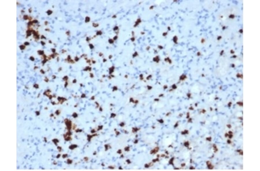 Immunohistochemistry - Anti-Myeloperoxidase Antibody [MPO/7118] (A277715) - Antibodies.com