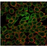 Immunofluorescence - Anti-L-Myc Antibody [PCRP-MYCL-2D5] (A277719) - Antibodies.com