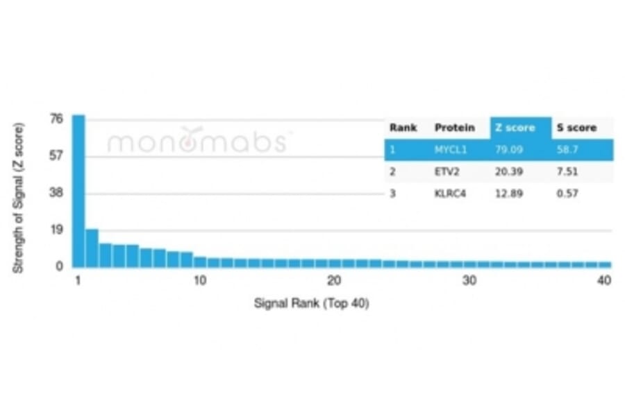 Protein Array - Anti-L-Myc Antibody [PCRP-MYCL-2D5] (A277719) - Antibodies.com
