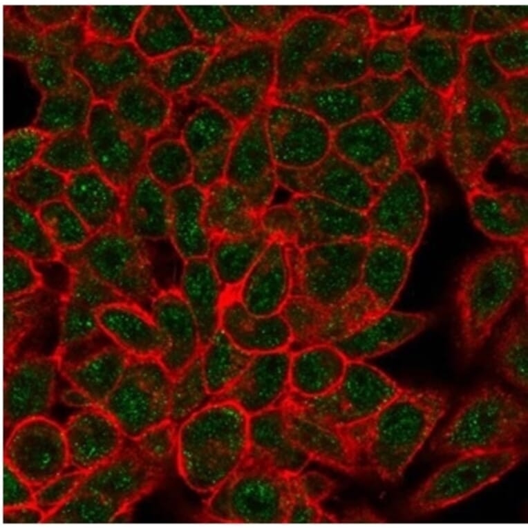 Immunofluorescence - Anti-Myogenin Antibody [PCRP-MYOG-1C5] (A277721) - Antibodies.com
