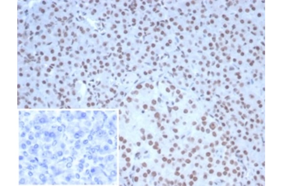 Immunohistochemistry - Anti-Nucleolin Antibody [NCL/7338] (A277722) - Antibodies.com