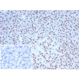 Immunohistochemistry - Anti-Nucleolin Antibody [NCL/7338] (A277722) - Antibodies.com