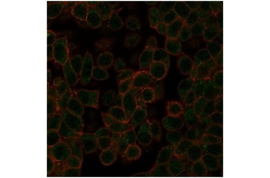 Immunofluorescence - Anti-NeuroD2 Antibody [PCRP-NEUROD2-1G1] (A277723) - Antibodies.com