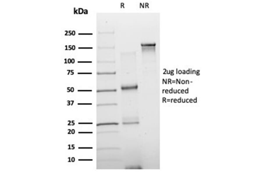 SDS-PAGE - Anti-NeuroD2 Antibody [PCRP-NEUROD2-1G1] (A277723) - Antibodies.com
