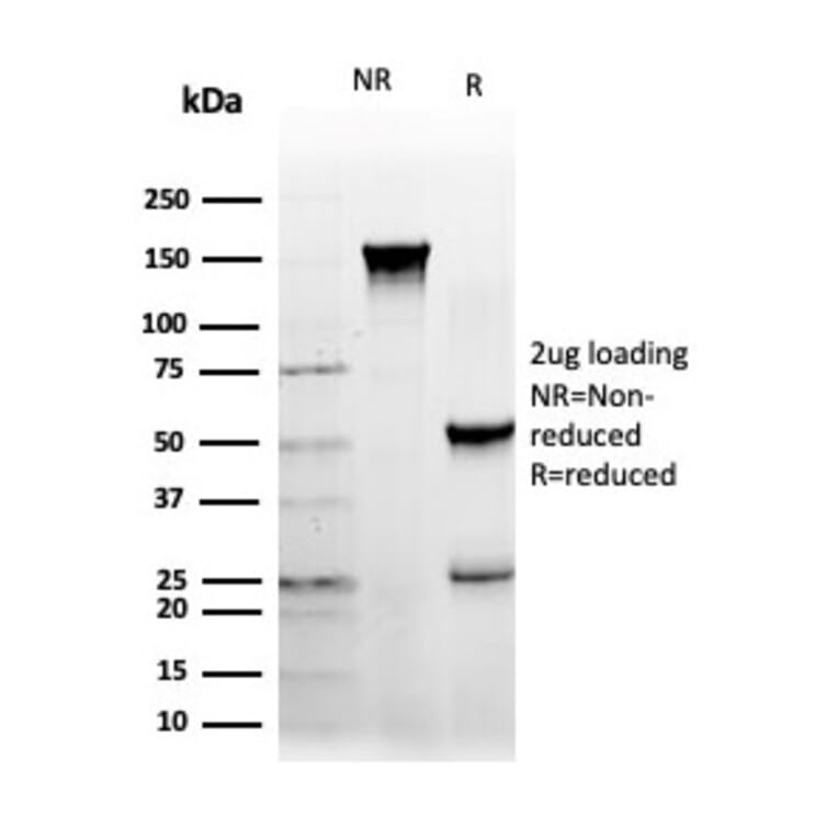 SDS-PAGE - Anti-NFIA Antibody [PCRP-NFIA-2C6] (A277724) - Antibodies.com