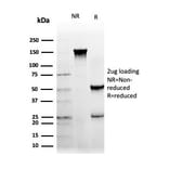 SDS-PAGE - Anti-NFIA Antibody [PCRP-NFIA-2C6] (A277724) - Antibodies.com