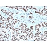 Immunohistochemistry - Anti-NFIA Antibody [PCRP-NFIA-2C6] (A277724) - Antibodies.com