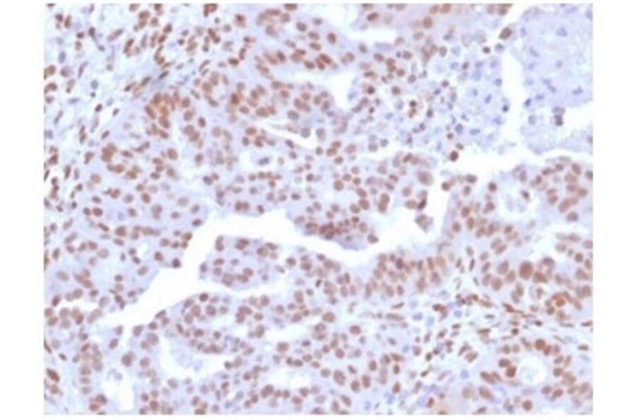 Immunohistochemistry - Anti-NFIA Antibody [PCRP-NFIA-2C6] (A277724) - Antibodies.com
