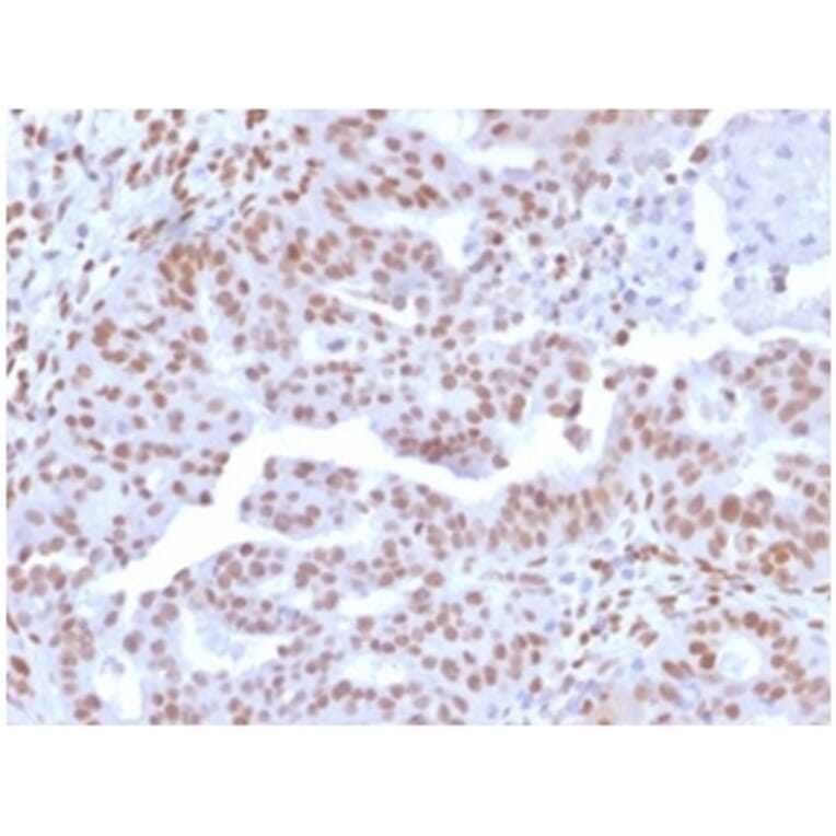 Immunohistochemistry - Anti-NFIA Antibody [PCRP-NFIA-2C6] (A277724) - Antibodies.com