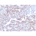 Immunohistochemistry - Anti-NFIA Antibody [PCRP-NFIA-2C6] (A277724) - Antibodies.com