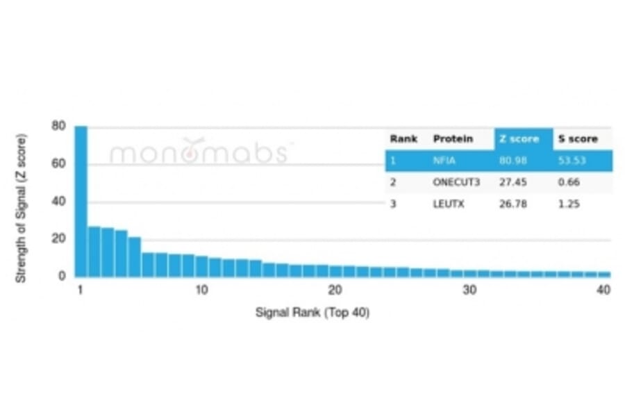 Protein Array - Anti-NFIA Antibody [PCRP-NFIA-2C6] (A277724) - Antibodies.com