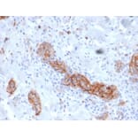 Immunohistochemistry - Anti-p75 NGF Receptor Antibody [NGFR/4919] (A277725) - Antibodies.com