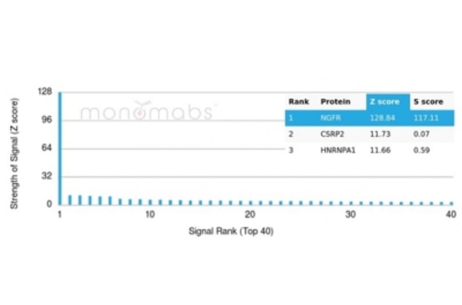 Protein Array - Anti-p75 NGF Receptor Antibody [NGFR/4919] (A277725) - Antibodies.com