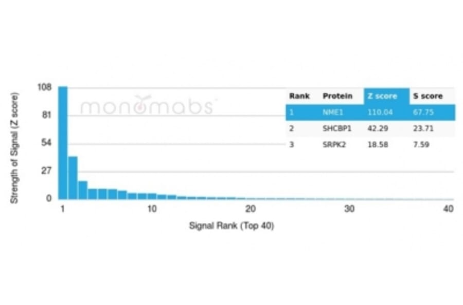 Protein Array - Anti-NME1 Antibody [NME1/2737] (A277726) - Antibodies.com