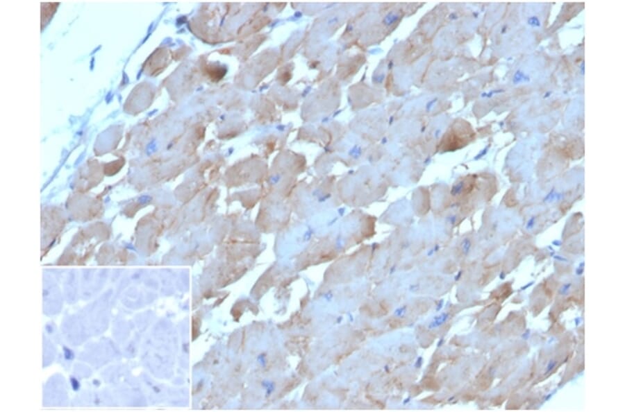 Immunohistochemistry - Anti-BNP Antibody [NPPB/4493] (A277728) - Antibodies.com