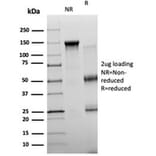 SDS-PAGE - Anti-NeuroG3 Antibody [PCRP-NEUROG3-1E10] (A277730) - Antibodies.com