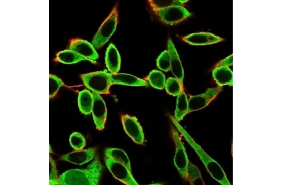 Immunofluorescence - Anti-PBX1 Antibody [PCRP-PBX1-3C8] (A277732) - Antibodies.com
