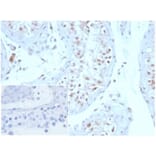 Immunohistochemistry - Anti-Geminin Antibody [GMNN/3665] (A277734) - Antibodies.com
