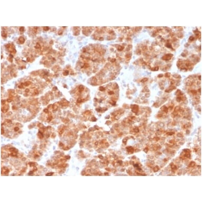 Immunohistochemistry - Anti-Geminin Antibody [GMNN/3665] (A277734) - Antibodies.com