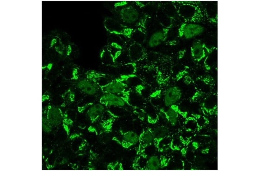 Immunofluorescence - Anti-Geminin Antibody [GMNN/3665] (A277734) - Antibodies.com