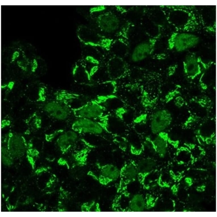 Immunofluorescence - Anti-Geminin Antibody [GMNN/3665] (A277734) - Antibodies.com