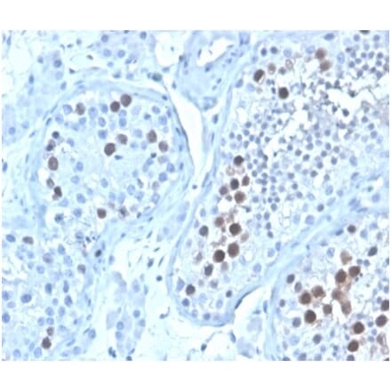 Immunohistochemistry - Anti-Geminin Antibody [GMNN/4033] (A277735) - Antibodies.com