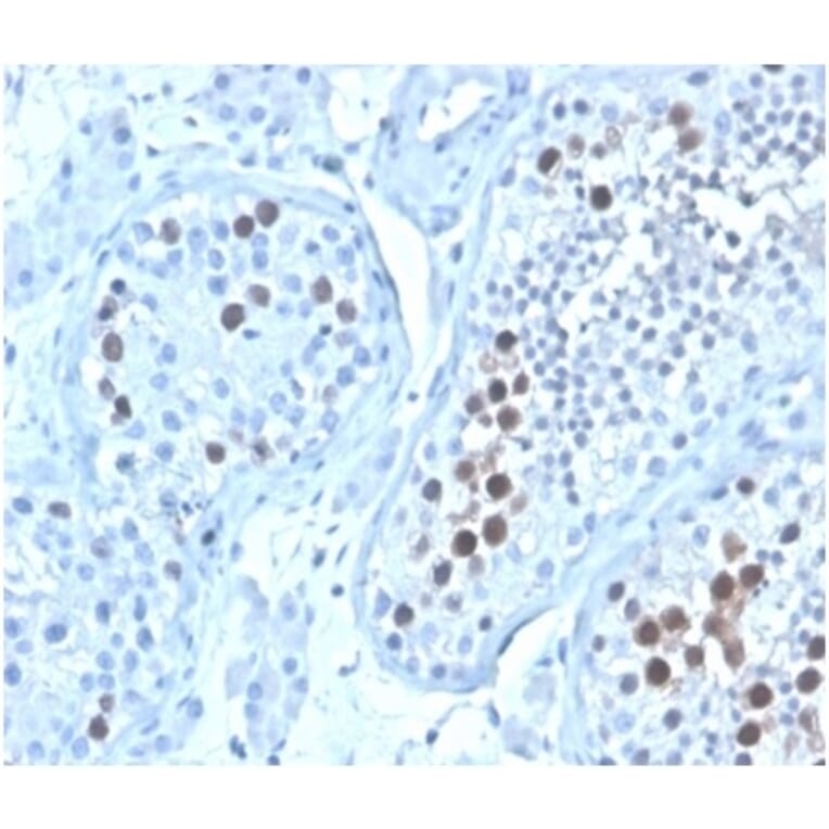 Immunohistochemistry - Anti-Geminin Antibody [GMNN/4033] (A277735) - Antibodies.com