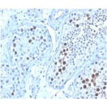 Immunohistochemistry - Anti-Geminin Antibody [GMNN/4033] (A277735) - Antibodies.com