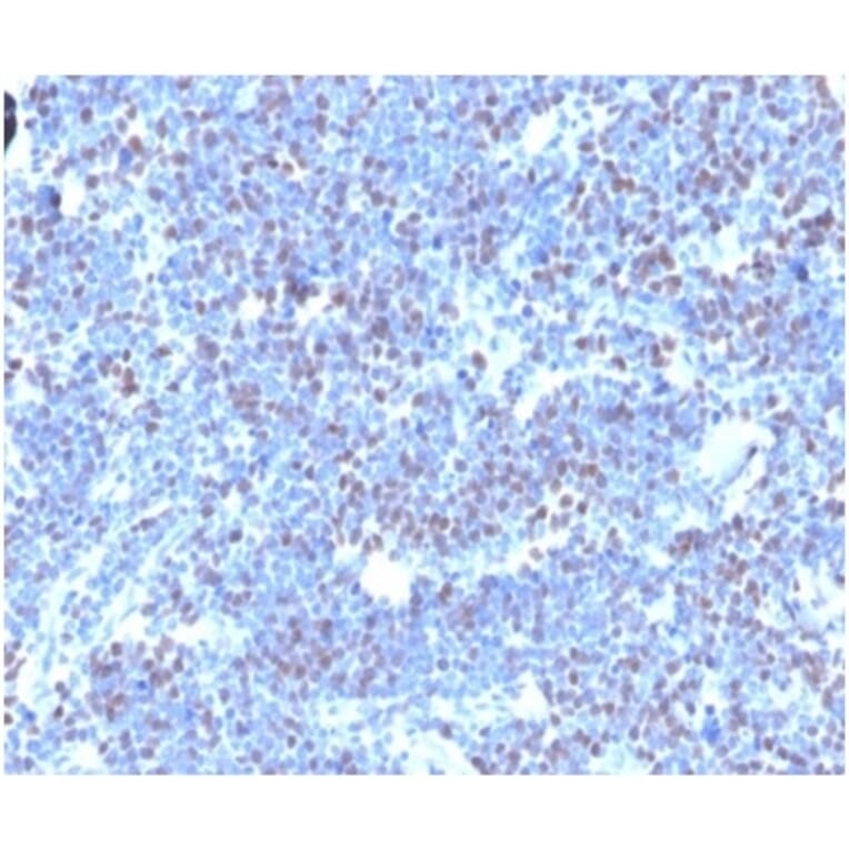 Immunohistochemistry - Anti-Geminin Antibody [GMNN/4033] (A277735) - Antibodies.com