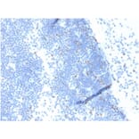 Immunohistochemistry - Anti-Geminin Antibody [GMNN/4033] (A277735) - Antibodies.com