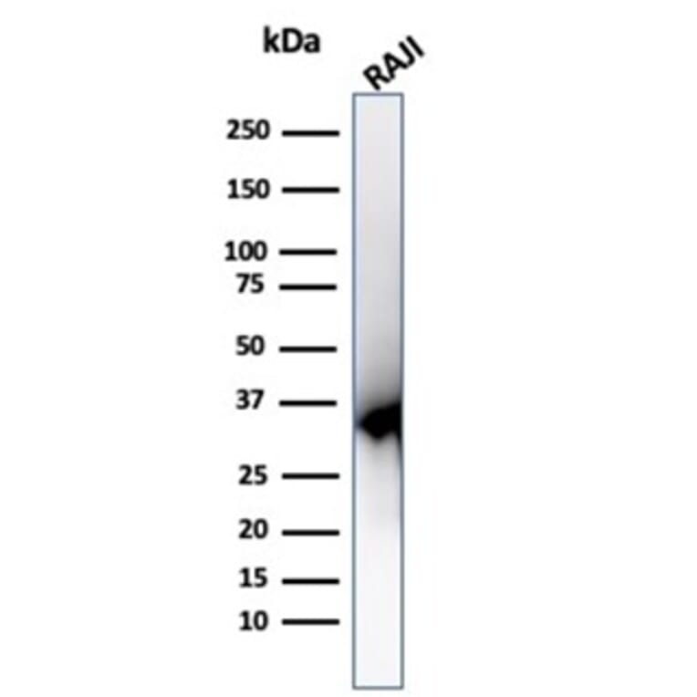 Western Blot - Anti-PCNA Antibody [PCNA/6580] (A277736) - Antibodies.com