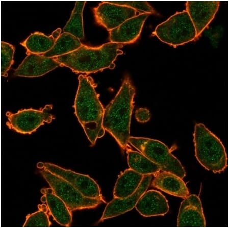Immunofluorescent analysis of PFA-fixed HeLa cells stained with Anti-ZNF639 Antibody [PCRP-ZNF639-2B2] followed by Goat Anti-Mouse IgG (CF&#174; 488) (Green). CF&#174; 640A Phalloidin (Red).