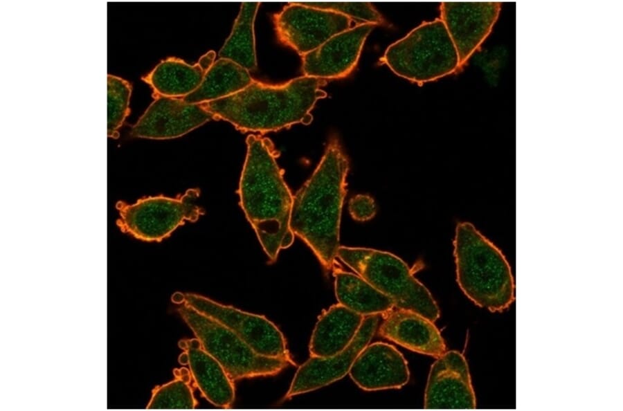 Immunofluorescence - Anti-ZNF639 Antibody [PCRP-ZNF639-2B2] (A277737) - Antibodies.com