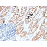 Immunohistochemistry - Anti-PDGFB Antibody [PDGFB/3071] (A277738) - Antibodies.com