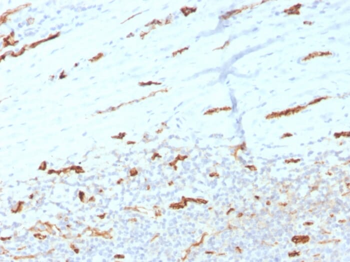 Immunohistochemical analysis of formalin-fixed, paraffin-embedded human tonsil tissue using Anti-CD31 Antibody [PECAM1/3534].