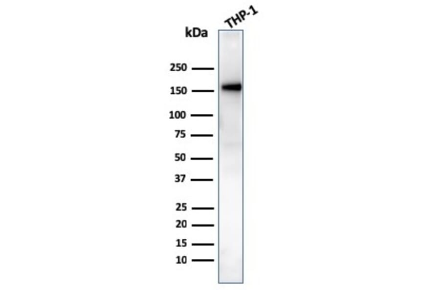 Western Blot - Anti-CD31 Antibody [PECAM1/3534] (A277740) - Antibodies.com