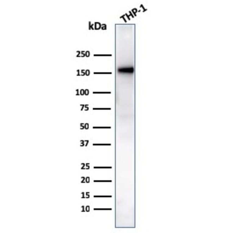 Western Blot - Anti-CD31 Antibody [PECAM1/3534] (A277740) - Antibodies.com