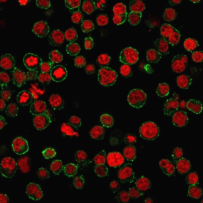 Immunofluorescence analysis of Jurkat cells stained with Anti-CD31 Antibody [PECAM1/3534] followed by Goat Anti-Mouse IgG (CF&#174; 488) (Green). Nuclei are stained with RedDot.