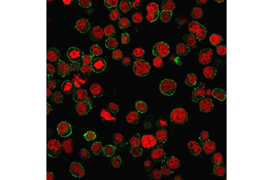 Immunofluorescence - Anti-CD31 Antibody [PECAM1/3534] (A277740) - Antibodies.com