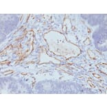 Immunohistochemistry - Anti-CD31 Antibody [C31.3 + JC/70A] (A277741) - Antibodies.com