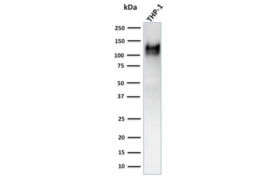 Western Blot - Anti-CD31 Antibody [C31.3 + JC/70A] (A277741) - Antibodies.com