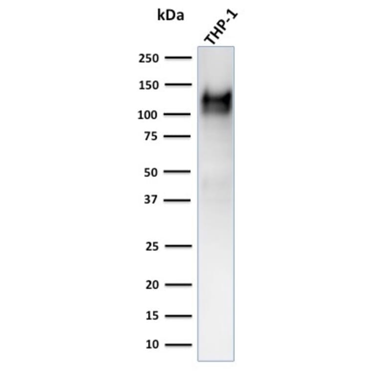 Western Blot - Anti-CD31 Antibody [C31.3 + JC/70A] (A277741) - Antibodies.com