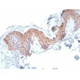 Immunohistochemistry - Anti-Maspin Antibody [SERPINB5/4977] (A277746) - Antibodies.com