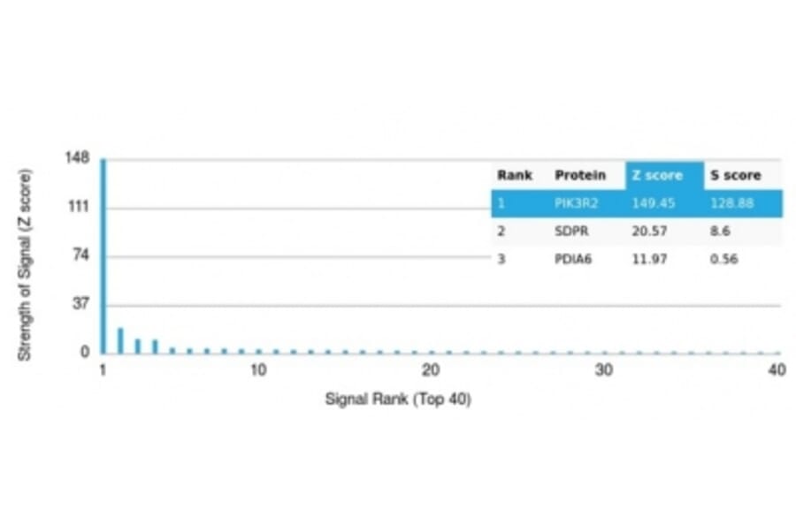 Protein Array - Anti-PI 3 Kinase p85 beta Antibody [PIK3R2/1293] (A277749) - Antibodies.com