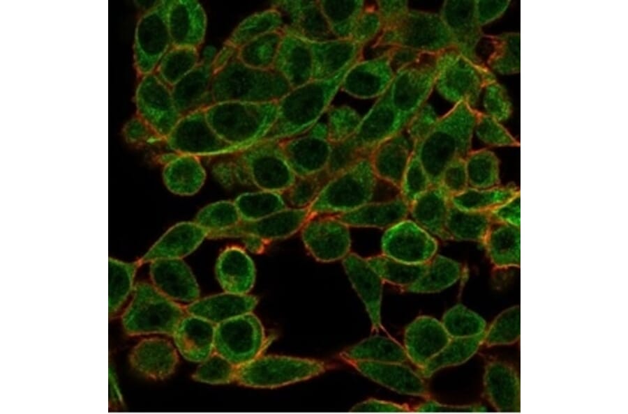 Immunofluorescence - Anti-BCL11A Antibody [PCRP-BCL11A-1G10] (A277750) - Antibodies.com