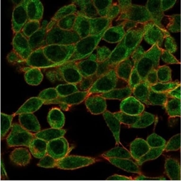 Immunofluorescence - Anti-BCL11A Antibody [PCRP-BCL11A-1G10] (A277750) - Antibodies.com