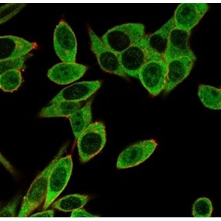 Immunofluorescence - Anti-PMS1 Antibody [PCRP-PMS1-2E11] (A277752) - Antibodies.com