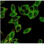 Immunofluorescence - Anti-PMS1 Antibody [PCRP-PMS1-2E11] (A277752) - Antibodies.com