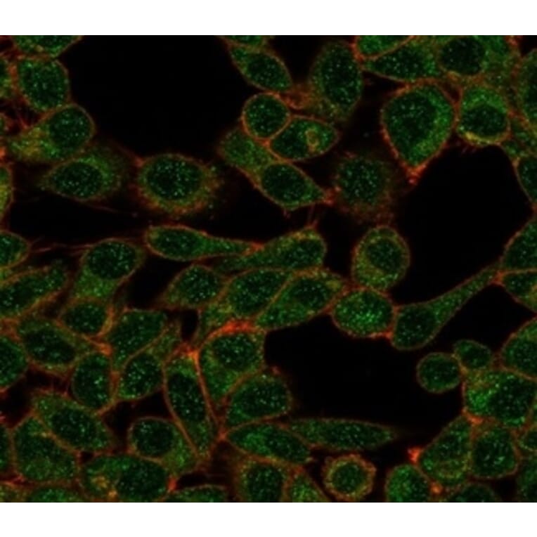 Immunofluorescence - Anti-CHRAC17 Antibody [PCRP-POLE3-3D3] (A277753) - Antibodies.com